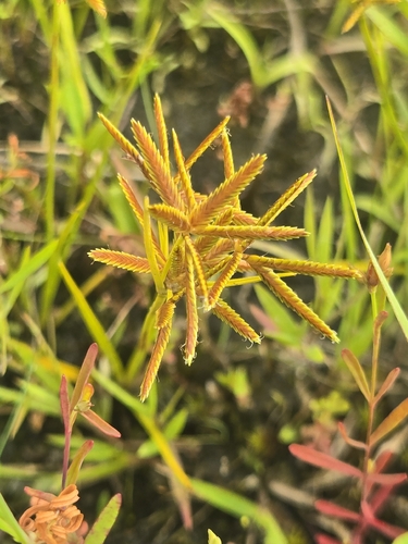 Cyperus dentatus