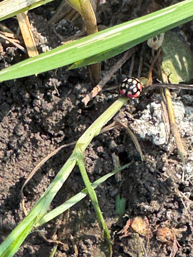 Sulfurous Lady Beetle