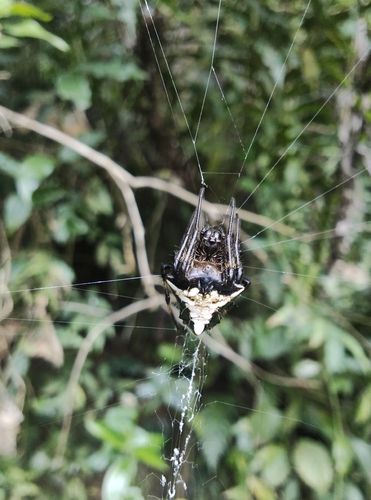 Verrucosa scapofracta