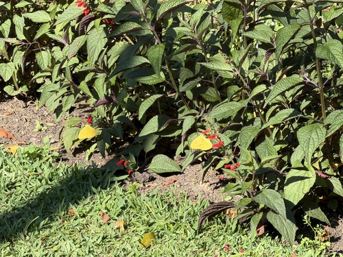 Dark Apricot Sulphur