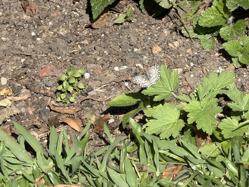Orcus Checkered-Skipper