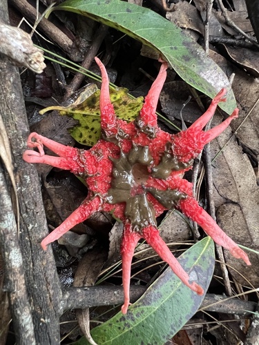 anemone stinkhorn fungus