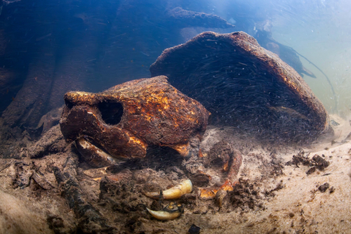 Alligator Snapping Turtle observed by spat