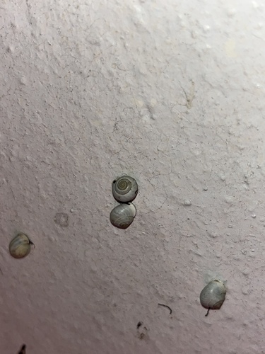 Globular Drop Snail