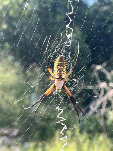 Yellow Garden Spider