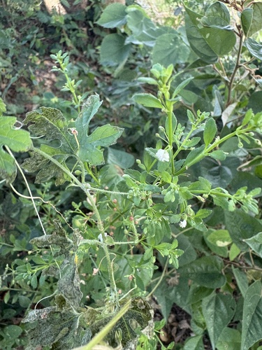 Licorice Weed