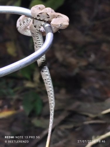 Brazilian Lancehead