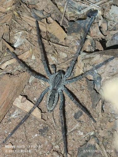 Aglaoctenus lagotis