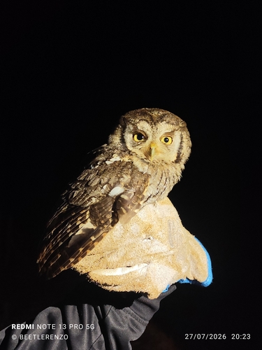 Tropical Screech-Owl