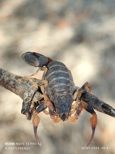 Tityus bahiensis