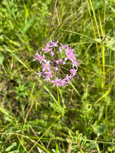 Prairie Onion