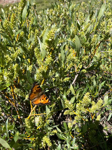 iNaturalist observation photo of California Tortoiseshell