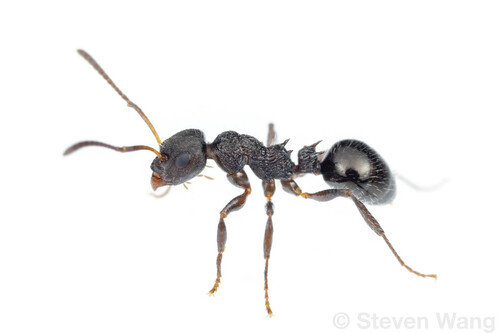 Pseudonotoncus eurysikosPseudonotoncus eurysikos