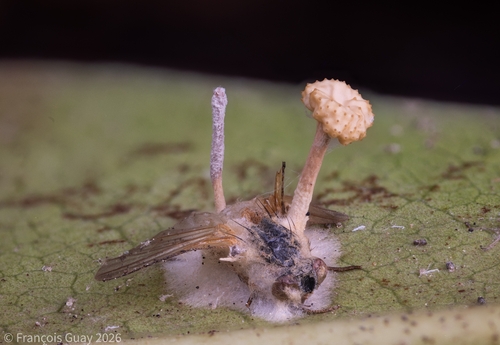 Ophiocordyceps dipterigena complex
