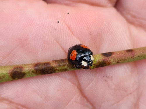 Asian Lady Beetle