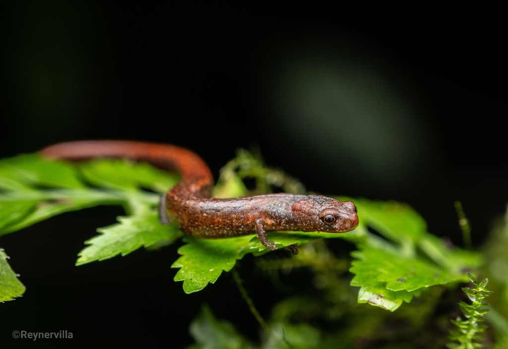 Tapanti Moss Salamander (Nototriton tapanti)