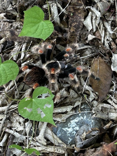 Mexican Redknee Tarantula (Brachypelma smithi)