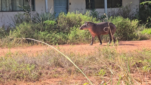 South American Tapir