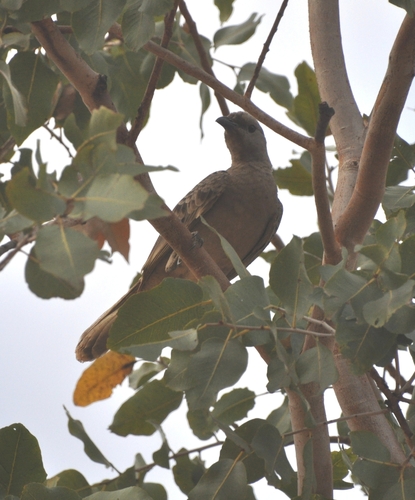 Great Bowerbird