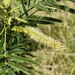 Acacia flava