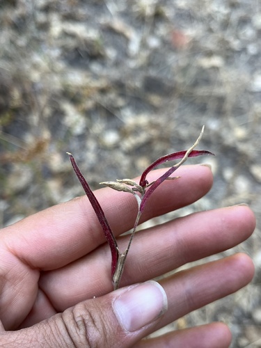 iNaturalist observation photo of Clarkias