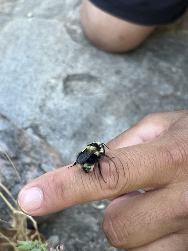 iNaturalist observation photo of Bumble Bees
