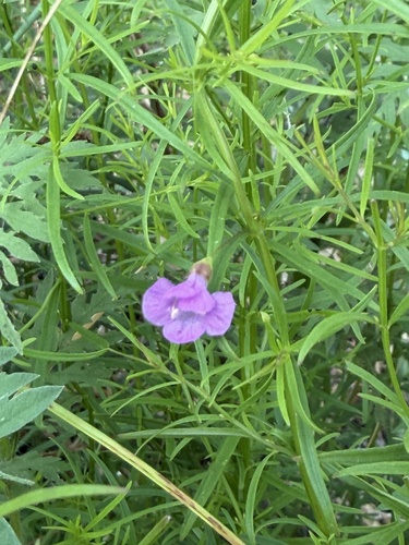 slender false foxglove