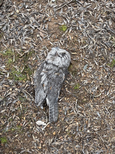 Tawny Frogmouth