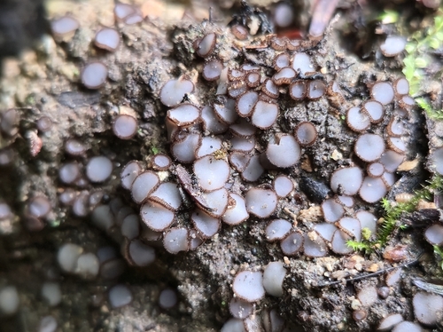 Trichophaea woolhopeia