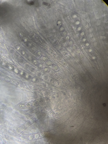 Trichophaea woolhopeia