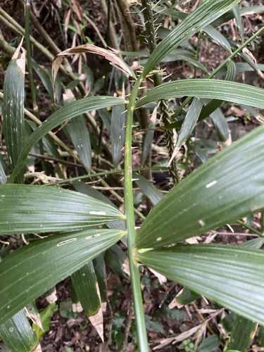 Rattan palms (Genus Calamus)  iNaturalist