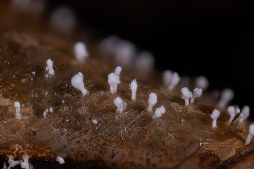 Onygenaceae