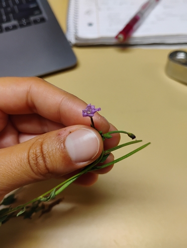 iNaturalist observation photo of fringed willowherb