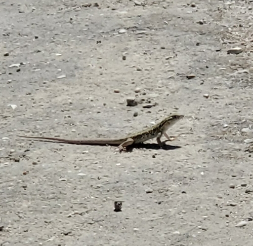 Common Side-blotched Lizard