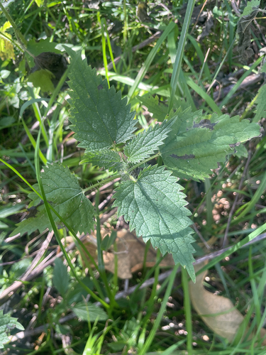 Scrub Nettle
