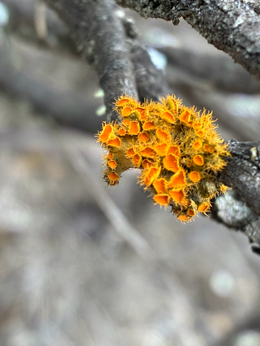 Golden-eye Lichen
