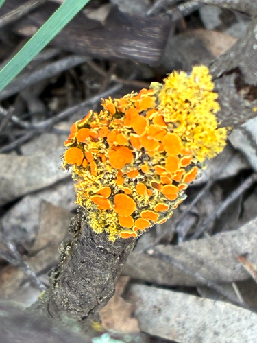 Teloschistes sieberianus