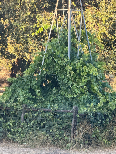 iNaturalist observation photo of California wild grape