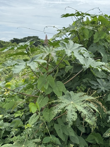 castor bean