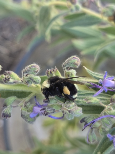 iNaturalist observation photo of Yellow-faced Bumble Bee