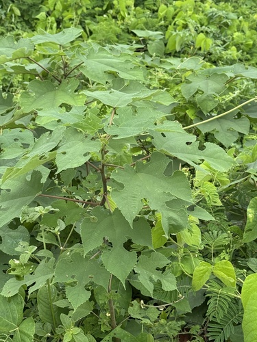 Paper mulberry