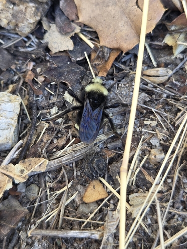 iNaturalist observation photo of Yellow-faced Bumble Bee