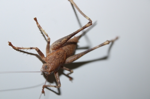 Two-toothed Bush-cricket