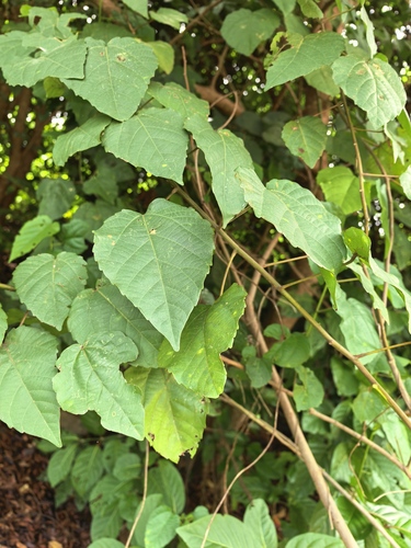 Alchornea cordifolia