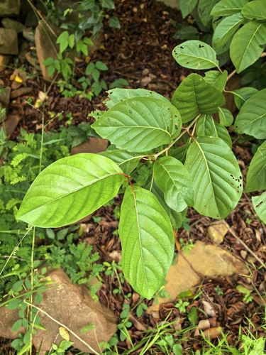 African peach