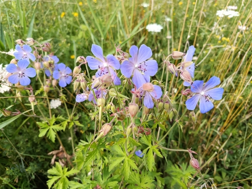Meadow Crane's-bill