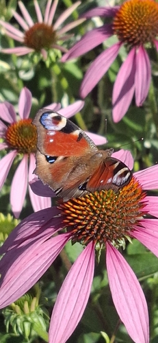 European Peacock Butterfly