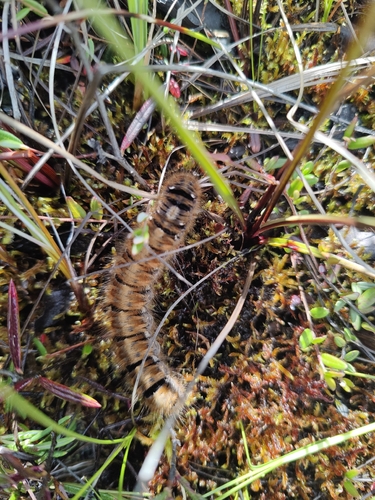 Oak Eggar