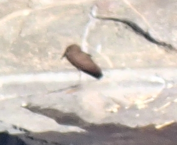 Hamerkop