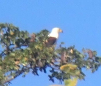 African Fish-Eagle